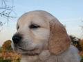 Aper�u de : Golden retriever, �levage Primrosesdream
